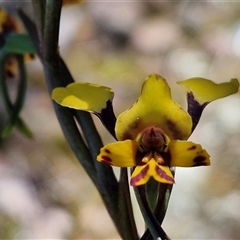 Diuris pardina at Goulburn, NSW - suppressed