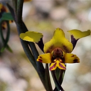 Diuris pardina at Goulburn, NSW - 15 Sep 2024