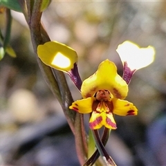 Diuris pardina at Goulburn, NSW - 15 Sep 2024