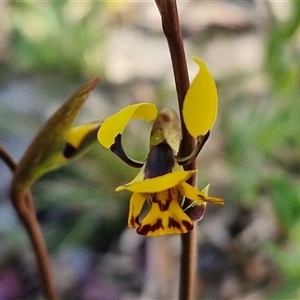 Diuris pardina at Goulburn, NSW - suppressed