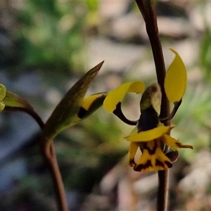 Diuris pardina at Goulburn, NSW - suppressed