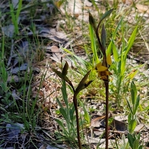 Diuris pardina at Goulburn, NSW - suppressed