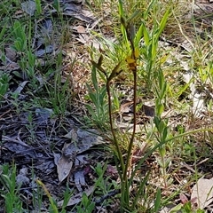 Diuris pardina at Goulburn, NSW - suppressed