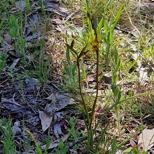 Diuris pardina at Goulburn, NSW - suppressed