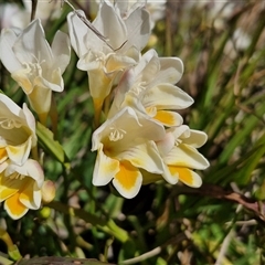 Freesia leichtlinii subsp. leichtlinii x Freesia leichtlinii subsp. alba (Freesia) at Goulburn, NSW - 15 Sep 2024 by trevorpreston