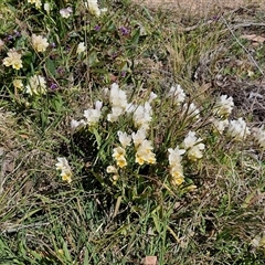 Freesia leichtlinii subsp. leichtlinii x Freesia leichtlinii subsp. alba at Goulburn, NSW - 15 Sep 2024