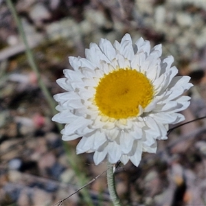 Leucochrysum albicans subsp. tricolor at Goulburn, NSW - 15 Sep 2024