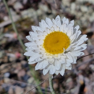 Leucochrysum albicans subsp. tricolor (Hoary Sunray) at Goulburn, NSW - 15 Sep 2024 by trevorpreston