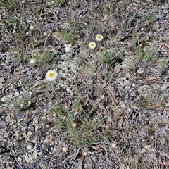 Leucochrysum albicans subsp. tricolor at Goulburn, NSW - 15 Sep 2024