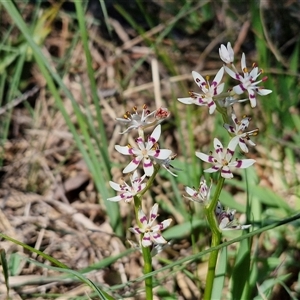 Wurmbea dioica subsp. dioica at Goulburn, NSW - 15 Sep 2024