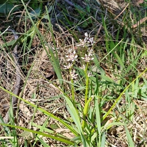 Wurmbea dioica subsp. dioica at Goulburn, NSW - 15 Sep 2024