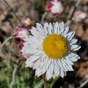 Leucochrysum albicans subsp. tricolor at Goulburn, NSW - 15 Sep 2024 10:35 AM