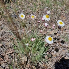 Leucochrysum albicans subsp. tricolor at Goulburn, NSW - 15 Sep 2024 10:35 AM