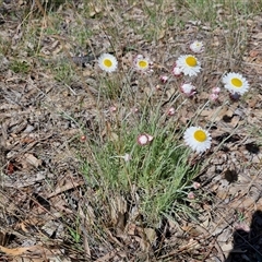 Leucochrysum albicans subsp. tricolor at Goulburn, NSW - 15 Sep 2024 10:35 AM