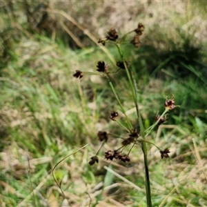 Luzula meridionalis at Goulburn, NSW - 15 Sep 2024