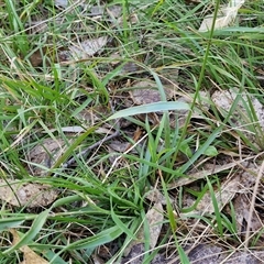 Luzula meridionalis at Goulburn, NSW - 15 Sep 2024 10:34 AM