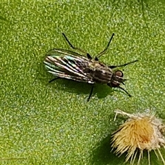 Unidentified True fly (Diptera) at Goulburn, NSW - 15 Sep 2024 by trevorpreston