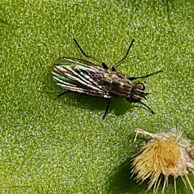 Unverified True fly (Diptera) at Goulburn, NSW - 15 Sep 2024 by trevorpreston