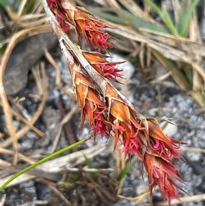 Baloskion australe at Tianjara, NSW - 13 Sep 2024