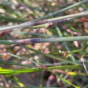 Baloskion australe at Tianjara, NSW - 13 Sep 2024 02:57 PM