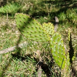 Opuntia sp. at Goulburn, NSW - 15 Sep 2024 10:32 AM