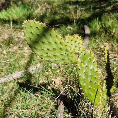 Opuntia sp. (Prickly Pear) at Goulburn, NSW - 15 Sep 2024 by trevorpreston