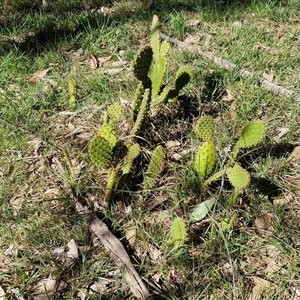 Opuntia sp. at Goulburn, NSW - 15 Sep 2024