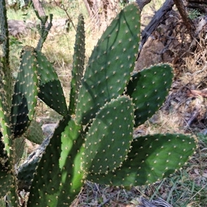 Opuntia sp. at Goulburn, NSW - 15 Sep 2024 10:31 AM