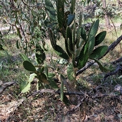 Opuntia sp. at Goulburn, NSW - 15 Sep 2024