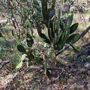 Opuntia sp. at Goulburn, NSW - 15 Sep 2024 10:31 AM