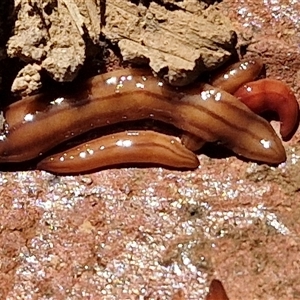 Anzoplana trilineata at Goulburn, NSW - 15 Sep 2024 10:29 AM