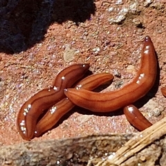 Anzoplana trilineata at Goulburn, NSW - 15 Sep 2024