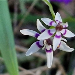 Wurmbea dioica subsp. dioica (Early Nancy) at Goulburn, NSW - 15 Sep 2024 by trevorpreston