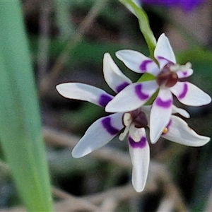 Wurmbea dioica subsp. dioica at Goulburn, NSW - 15 Sep 2024 10:28 AM