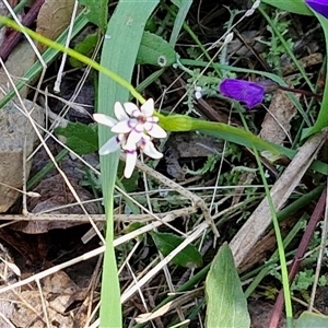 Wurmbea dioica subsp. dioica at Goulburn, NSW - 15 Sep 2024