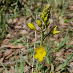 Bulbine bulbosa at Goulburn, NSW - 15 Sep 2024