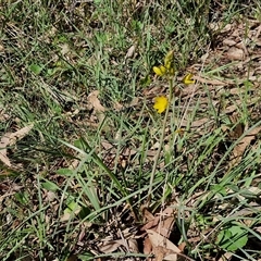 Bulbine bulbosa at Goulburn, NSW - 15 Sep 2024