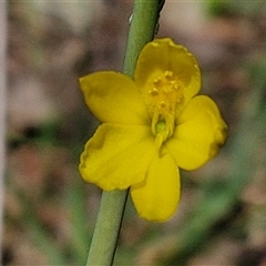 Bulbine bulbosa at Goulburn, NSW - 15 Sep 2024