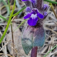 Ajuga australis (Austral Bugle) at Goulburn, NSW - 15 Sep 2024 by trevorpreston