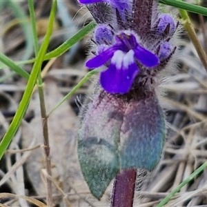 Ajuga australis at Goulburn, NSW - 15 Sep 2024 10:25 AM