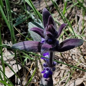 Ajuga australis at Goulburn, NSW - 15 Sep 2024 10:25 AM