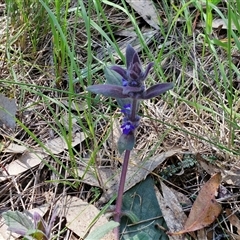 Ajuga australis at Goulburn, NSW - 15 Sep 2024 10:25 AM