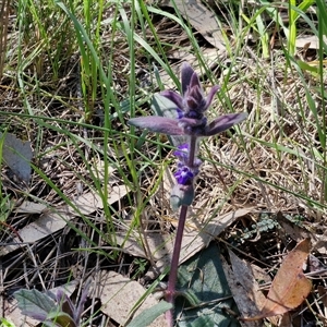 Ajuga australis at Goulburn, NSW - 15 Sep 2024 10:25 AM