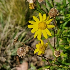 Senecio madagascariensis at Goulburn, NSW - 15 Sep 2024 10:22 AM