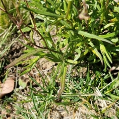 Senecio madagascariensis at Goulburn, NSW - 15 Sep 2024