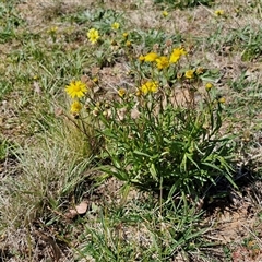 Senecio madagascariensis at Goulburn, NSW - 15 Sep 2024