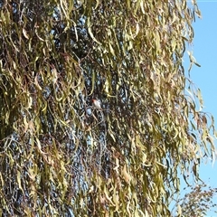 Dicaeum hirundinaceum at Kambah, ACT - 15 Sep 2024