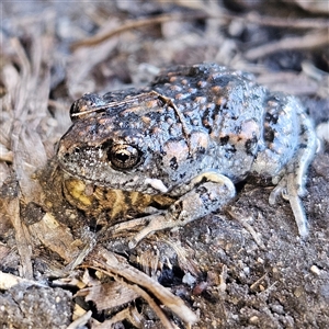 Uperoleia laevigata at Braidwood, NSW - 15 Sep 2024