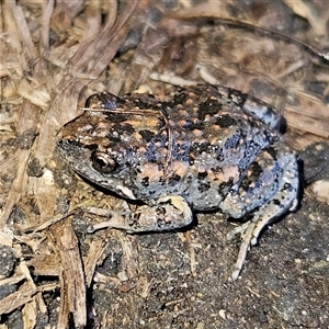 Uperoleia laevigata at Braidwood, NSW - 15 Sep 2024