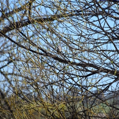 Stizoptera bichenovii (Double-barred Finch) at Uralla, NSW - 1 Sep 2024 by LyndalT